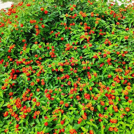 House Moro פריבלאקה