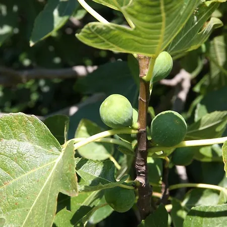 House Moro Nyaraló *