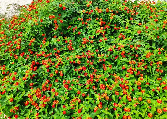 House Moro بريفلاكا